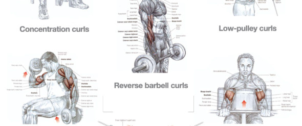 BACK, TRAPS AND BICEPS WORKOUT